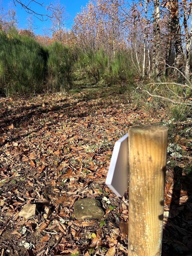 Manutenzione straordinaria di viabilità pubbliche e sentieristica in ambito forestale