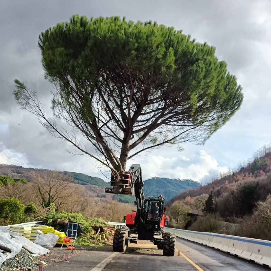 Taglio pino E45
