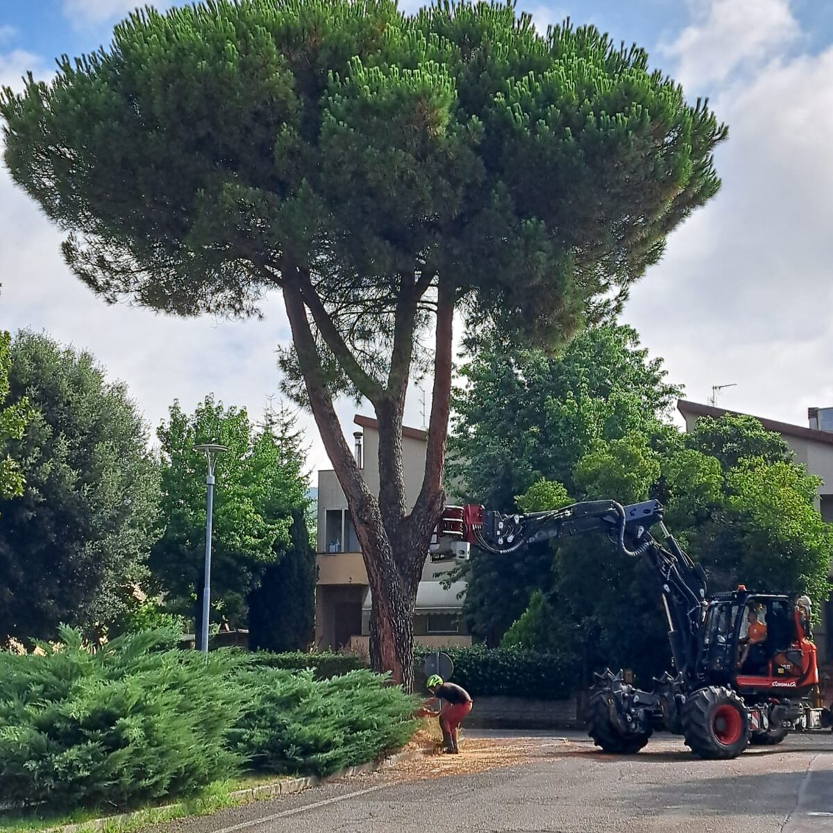 Ragno che spinge il pino
