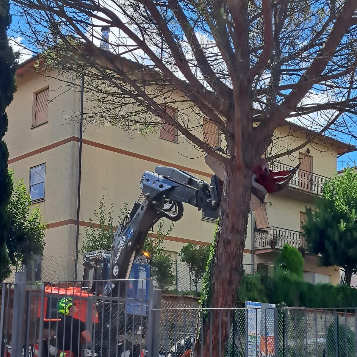 Sramatura pino medio 4