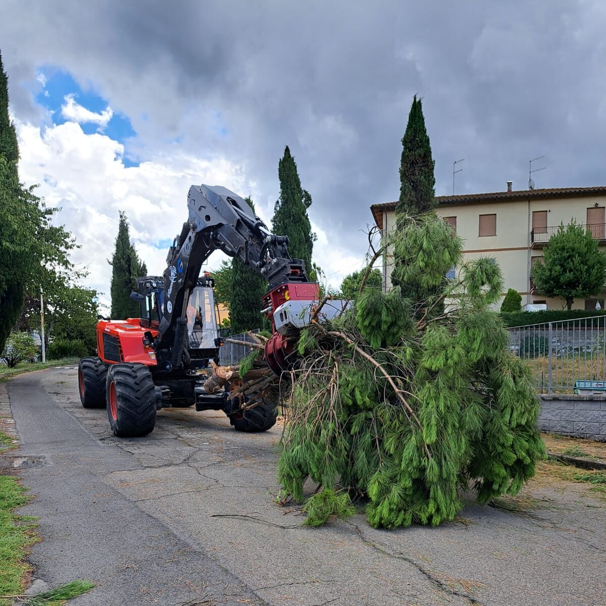 Trasporto pino tagliato ad imposto