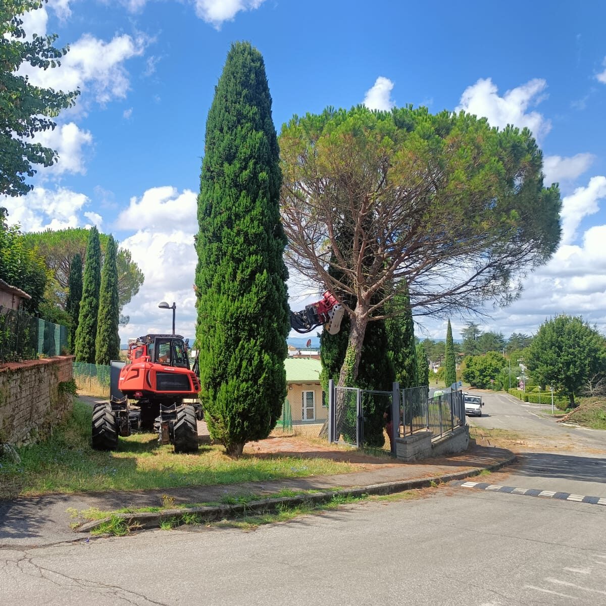 ragno che srama un pino da posizione difficile 1